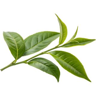 Estratto di Foglie di Tè Verde
